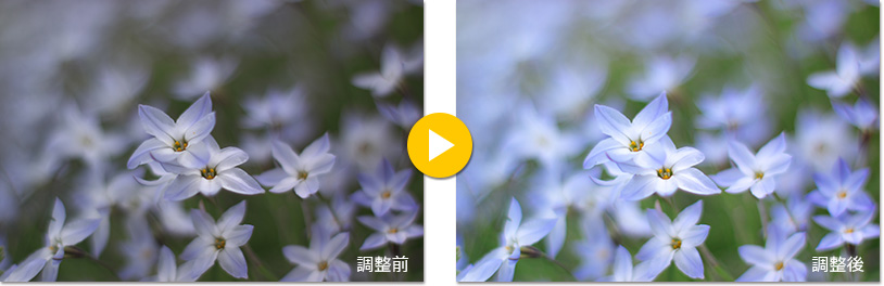 背景のボケを活かした仕上がりへ